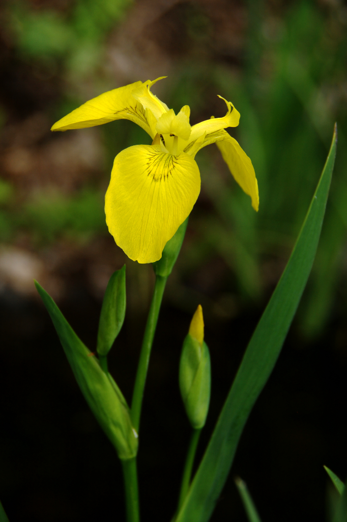Yellow Flag