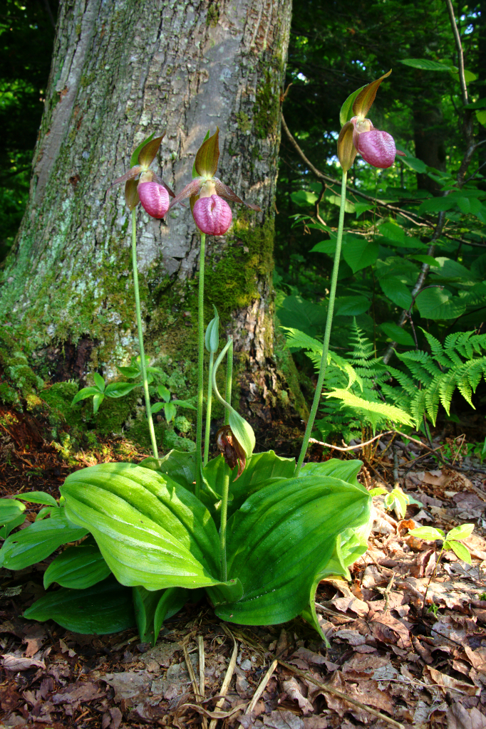 Pink Lady's Slippers