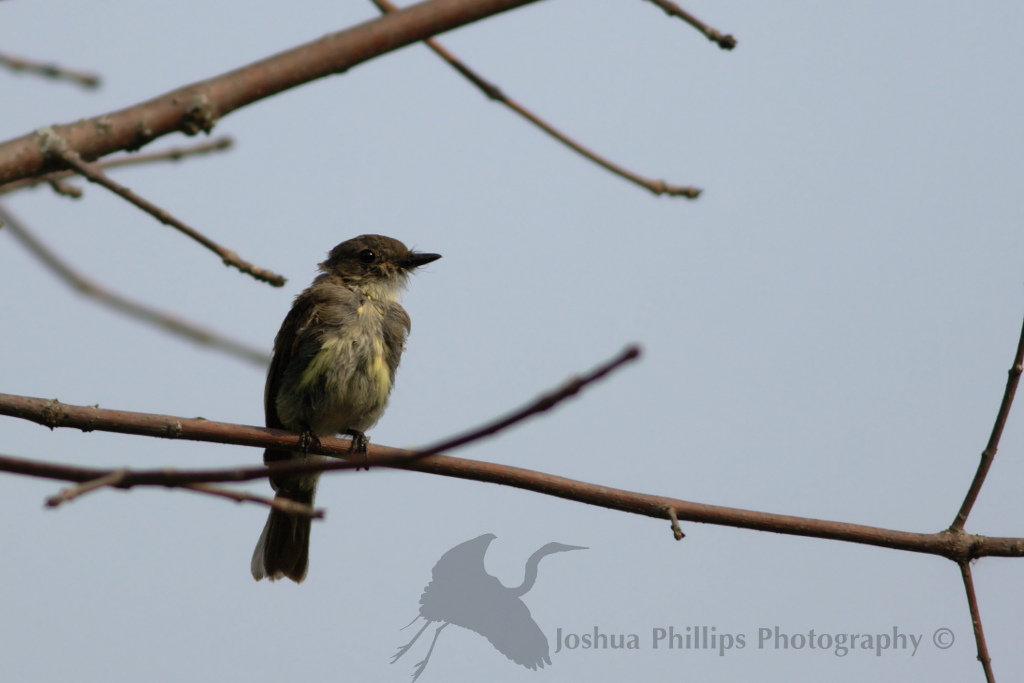 251 Birds » Blog Archive » A Dishevled Fledgling Phoebe