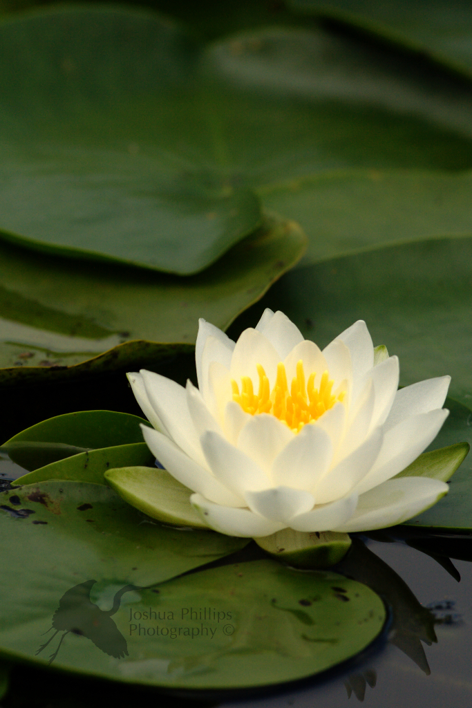 Fragrant Pond Lily