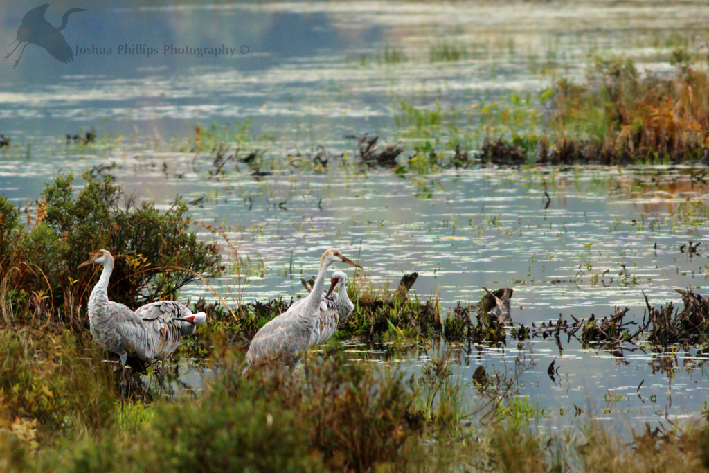 Sandhill Cranes Sandhill Cranes