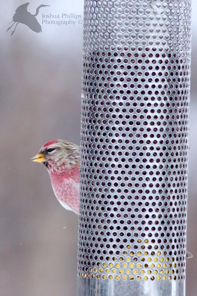 Common Redpoll Common Redpoll