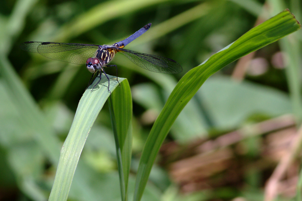 251 Birds » Blog Archive » Other Flying Objects: Blue Dasher