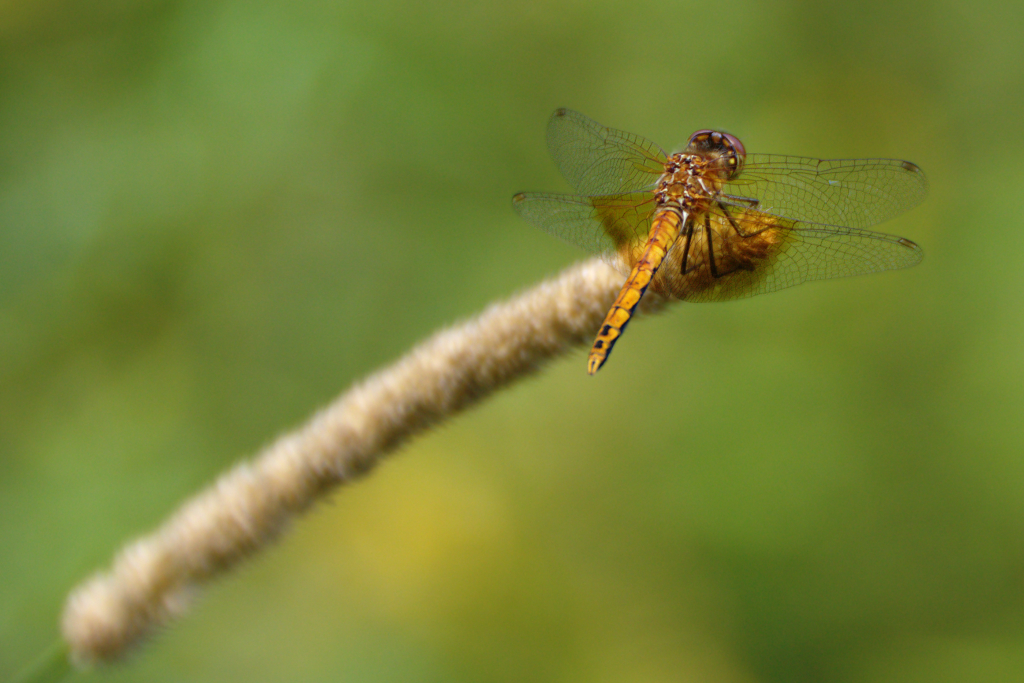 Band-winged Meadowhawk
