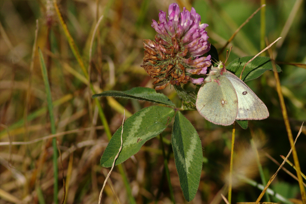 Clouded Sulphur