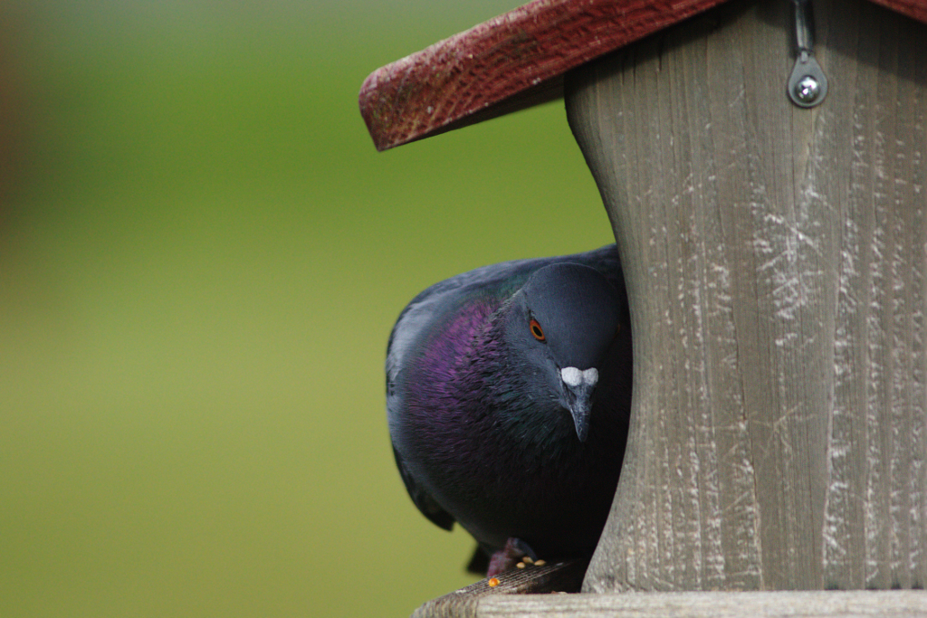 Rock Pigeon