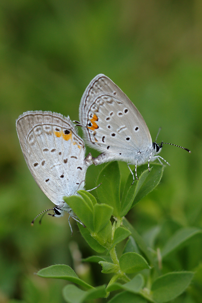 Eastern Tailed-Blues
