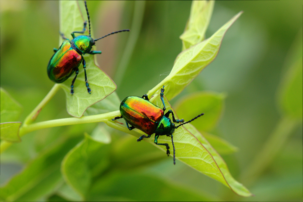 Dogbane Leaf Beetles