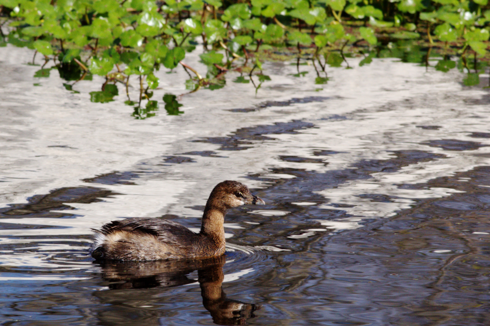 Pied-Billed Grebe