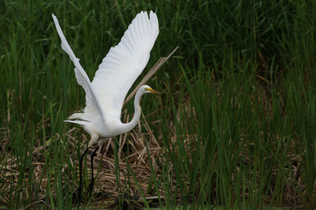 Great Egret Great Egret
